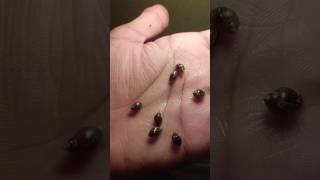 1 Subscriber  Motivation please subs guys for full snail breeding video [upl. by Aierbma]