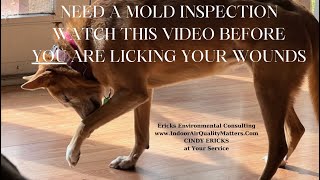 MOLD ALERT ‼️ Watch THIS VIDEO  BEFORE hiring your Mold Inspector [upl. by Annaid399]