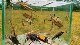 praying mantis vs stinging wasp and coconut beetle grasshopper snake [upl. by Anertak]