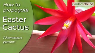 Easter Cactus  How to Propagate [upl. by Nosnorb]