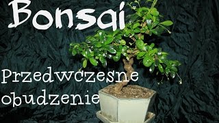 Przebudzie Wiązów drobnolistnych  pre bonsai drzewko bonsai [upl. by Stefan221]