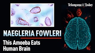 Naegleria Fowleri The BrainEating Amoeba  Explained  Symptoms Prevention And Recent Cases [upl. by Yadnil203]