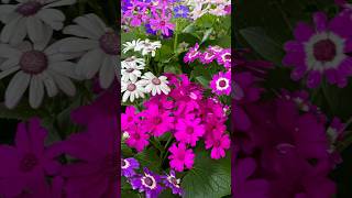 Cineraria flowers  AshasRealm youtubeshorts shorts flowers [upl. by Sheela858]