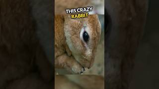 What Happened To This Rabbit Will Shock You😱 [upl. by Kolosick]