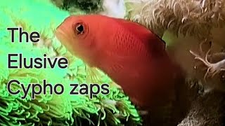 Presenting the Rare Cypho zaps in a Nano Reef Tank [upl. by Nitsud]