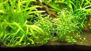 3O l  Boraras urophthalmoides  Corydoras habrosus [upl. by Atinev]