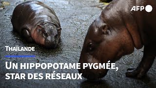 Moo Deng lhippopotame pygmée star des réseaux et emblème des espèces menacées  AFP [upl. by Rider302]