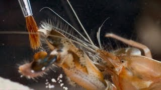 Pistol Shrimps Cavitation Bubble  Richard Hammonds Invisible Worlds  Earth Science [upl. by Yuri66]