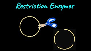 Restriction Enzymes  Biotechnology Principles and Processes  Class XII  Biology  Khan Academy [upl. by Enicul]