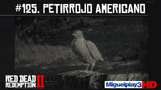 Localización Petirrojo Americano  125 Compendio Animales  Red dead redemption 2 [upl. by Eardnaed]