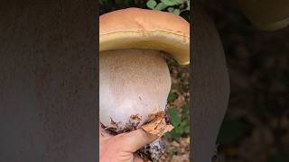 Майже 1кг карпати грибы mushroom fungi nature foraging mountains survival ліс food [upl. by Eben]