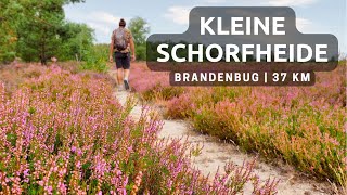 Heideblüte Kleine Schorfheide  Brandenburg Wanderung 37 km [upl. by Figone506]