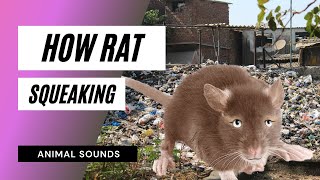 The Animal Sounds Rats Squeaking 🐀🐀🐀  Sound Effect  Animation [upl. by Dahlstrom]