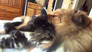 Maine coon sheltie babies beautiful interaction [upl. by Kopans]