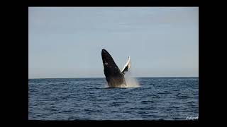 Whales in the waters of Grand Manan [upl. by Audrit560]