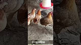 grampriya murgipaln Deshimurgi poultryfarming ytshorts [upl. by Betthezel]