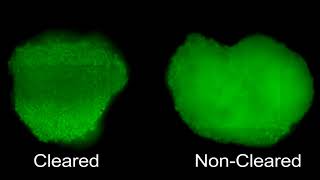 Tissue Clearing of HepG2 Spheroids for HCS [upl. by Bork]