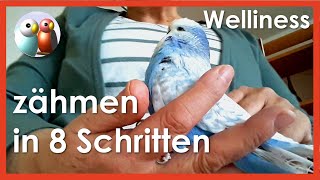 Wie habe ich die Wellensittiche zahm bekommen Anleitung in 8 Schritten Frage aus Kommentar 862 [upl. by Evie718]