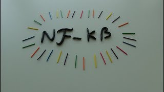 NFKB pathway [upl. by Yde183]