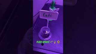 new newvideo plantwithme update hydroponics idoo fresh collection plantmom amazon 2024 [upl. by Acsicnarf]