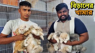 Persian Cat Price In Bangladesh  Cat Price In BD 2024  আসোল পার্সিয়ান বিরালের দাম জানুন [upl. by Sivra]