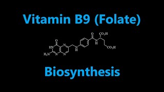 Vitamin B9 Folate or Folic Acid Biosynthesis [upl. by Kind]