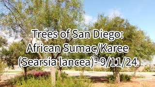 Trees of San Diego African Sumac Searsia lancea 91124 [upl. by Notselrahc]