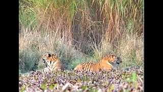 Indian tiger pair Panthera tigris at Kaziranga National Park [upl. by Gosnell833]