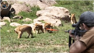 How Do Hunters And Farmers Deal With Millions Of Lions Wild Monkeys and Wild Boars by Gun [upl. by Aigneis]