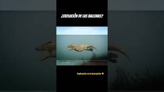 EVOLUCIÓN DE LAS BALLENAS 🐋 [upl. by Mickelson]