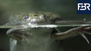 The Xenopus laevis African Clawed Frog  A Valuable Partner in Biomedical Research 2020 [upl. by Anglim]