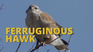 Ferruginous Hawk [upl. by Eadith]