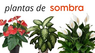 plantas de SOMBRA de fácil cultivo🌱🪻 [upl. by Elnar362]