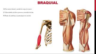 Músculos do braço origem inserção funções e localização [upl. by Oemac578]