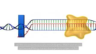 Transcription animation DNAtoRNA molecularbiology [upl. by Sucramad]