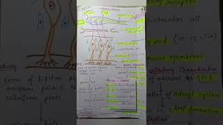 Olfactory pathway [upl. by Rese]