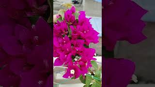 bougainvillea flower 🌹🌹 [upl. by Anidal108]