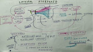 Muscle of Mastication  Lateral Pterygoid  TCML [upl. by Dallas]