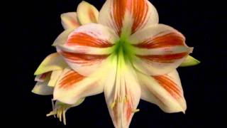 Amaryllis Bulb Hippeastrum Ambiance [upl. by Anehs]