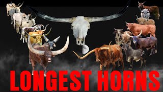 Top 20 Longest Horns Cattle Breeds in the World [upl. by Jourdain]