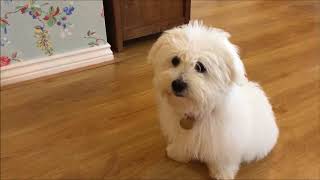 Training a Coton de Tulear Puppy [upl. by Hanford]