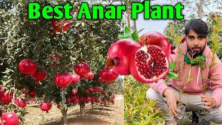 Best Super bhagwa aner plantAny furit plant ke liye Green House Nursery se sampark Kare [upl. by Ernesta97]