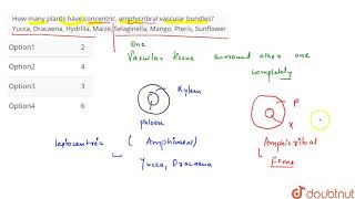 How many plants have concentric amphicribral vascular bundles Yucca Dracaena [upl. by Chico]