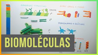 Biomoléculas Proteínas Lípidos Glúcidos y Ác Nucleicos [upl. by Delaine569]