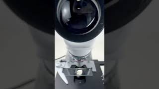 Banana magnified 400 times shocks Americansshorts fyp science microscope shortsvideo usa [upl. by Zelda]