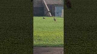 Cute Wallabies hanging out in Public Gardens 😍 nature animals australia wallabies babyanimals [upl. by Ellennoj]