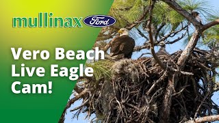 Vero Beach Eagle Cam [upl. by Jezabelle195]