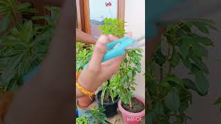 Jatropha plant cutting plantsngardens ✂️ garden gardening [upl. by Zetra]