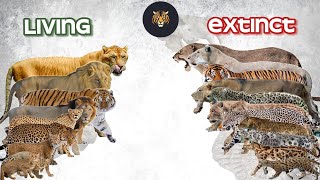 Big cats size comparison Living vs Extinct [upl. by Hoon]