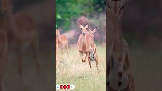 Deer 🦌🦌🦌animals slowmotions nature krugerpark shorts [upl. by Gilud]